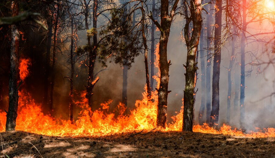 How Wildfires Impact Your Health